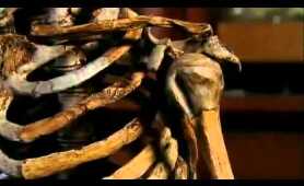 Neanderthals  Human Extinction   BBC Documentary