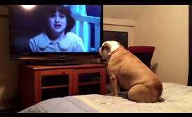 Bulldog watches a horror movie, does something INCREDIBLE during scary scene