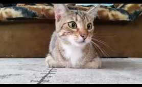 Cat Watching Horror Movie