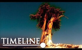 The Oldest Living Thing In The World: The Mysterious Methuselah Tree | Oldest Tree | Timeline
