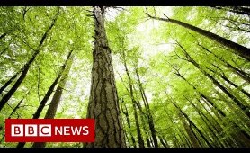 What’s wrong with planting new forests? - BBC News