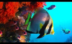 The Coral Reef: 10 Hours of Relaxing Oceanscapes | BBC Earth