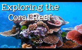 Exploring the Coral Reef: Learn about Oceans for Kids - FreeSchool