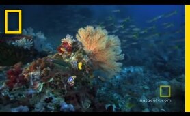 Great Barrier Reef | Exploring Oceans