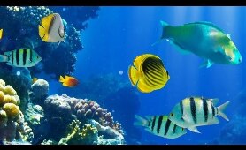 2 Hours of Beautiful Coral Reef Fish, Relaxing Ocean Fish, & Stunning Aquarium Relax Music 1080p HD
