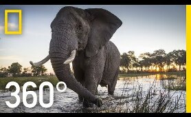 Elephant Encounter in 360 - Ep. 2 | The Okavango Experience