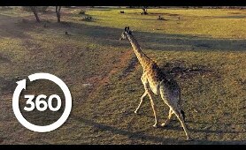 Saving Threatened Species | Racing Extinction (360 Video)