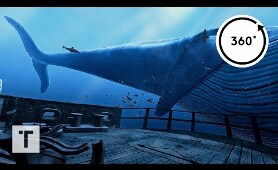 the Blu: Whale Encounter | 3D 360 VR