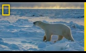 Wildlife with Bertie Gregory: The Big Freeze | National Geographic