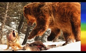 Grizzly Bears and Wolves - National Geographic Documentary