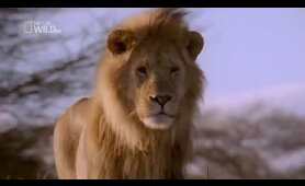 National Geographic HD Stunning Brutal Lion Documentary 2018   King of the Brothers!