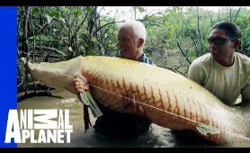 Has Jeremy Wade Caught A Mermaid? | River Monsters