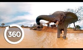 Elephants on the Brink (360 Video)