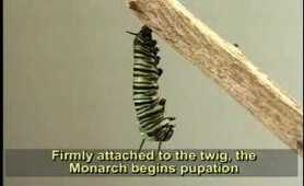 Amazing Life Cycle of the Monarch Butterfly