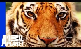 A Bear, Lion and Tiger Form an Inseparable Trio