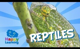 Reptiles | Educational Video for Kids