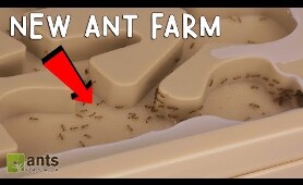 My Fire Ants' New Ant Farm