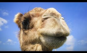 You have no idea where camels really come from | Latif Nasser