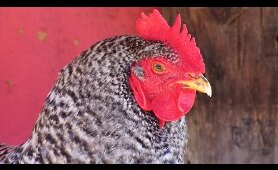 Raising Backyard Chickens