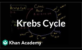 Krebs / citric acid cycle | Cellular respiration | Biology | Khan Academy