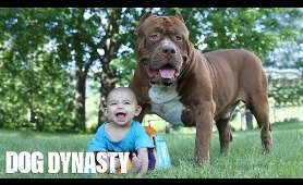 Giant Pit Bull Hulk & The Newborn Baby | DOG DYNASTY