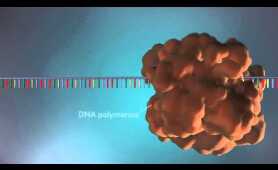 DNA replication - 3D