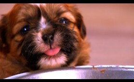 Puppies Learning Things For The First Time