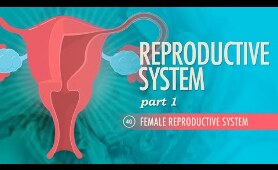 Reproductive System, Part 1 - Female Reproductive System: Crash Course Anatomy & Physiology #40