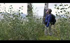 Yellowstone: the return of the wolf