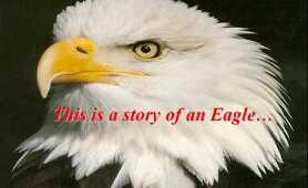 Rebirth of Eagle | Transformational Survival Story of Eagle | Inspirational Motivational Video